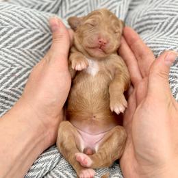 Sandy - Apricot female Goldendoodle puppy in Queen Creek, Arizona from Goldendoodle AZ