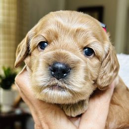 Jasmine - Buff female Cockapoo puppy in Perrysburg, Ohio from Lulu's Cockapoos