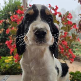 Cade - Black white and tan male English Springer Spaniel puppy in Statesville, North Carolina from BAR Z Springers