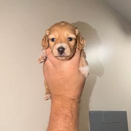 Blue - Piebald male Dachshund puppy in Plantation, Florida from Lovelaced Pups