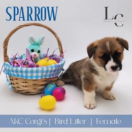 Sparrow - Sable female Pembroke Welsh Corgi puppy in Pine Village, Indiana from NL Horsemanship