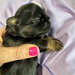 Shih Tzu Puppies from LaDawn’s Little Lions