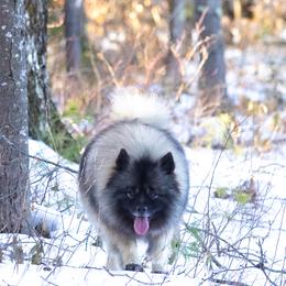 Zelda - Pomsky
