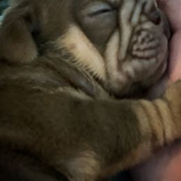 Bulldog and French Bulldog Puppies from JuneBug Bullies