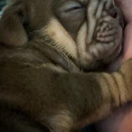 Bulldog and French Bulldog Puppies from JuneBug Bullies