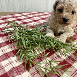 Poodle puppies from Poodle Me Crazy