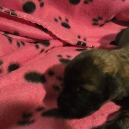 Girl 3 - Brindle female Mastiff puppy in Uhrichsville, Ohio from Angela's Mastiffs