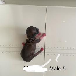 Boy 5 - Red male Lhasa Apso puppy in Florence, Kentucky from Ky Ritz Lhasa’s.  formerly (Karen‘a Lhasa Apsos)