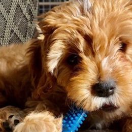 Cavapoos and Poodles from Red Paw Farm