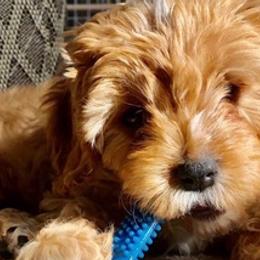Cavapoos and Poodles from Red Paw Farm
