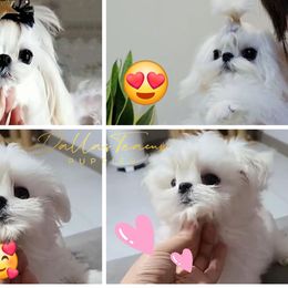 Micha - Maltese
