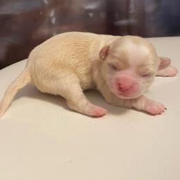 Theo - Cream male Chihuahua puppy in Chino Valley, Arizona from Lane’s Little Long Coats
