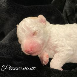 Girl 1 - White female Bernedoodle puppy in Pismo Beach, California from Beach Bernedoodles