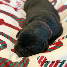 Red Boy - Black male Labrador Retriever puppy in Colorado from Albrecht Farms Labrador Retrievers