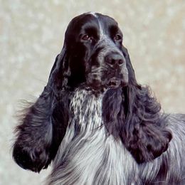 English Cocker Spaniels from Nonnies Cockers