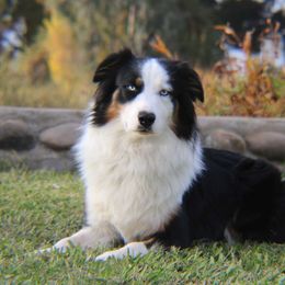 Clunker - Australian Shepherd