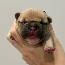Harlow - Fawn female French Bulldog puppy in New Hampton, New Hampshire from Kismet French Bulldogs