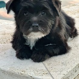 Panda - Yorkshire Terrier puppy from Perfectly Posh Pets