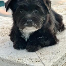 Panda - Yorkshire Terrier puppy from Perfectly Posh Pets