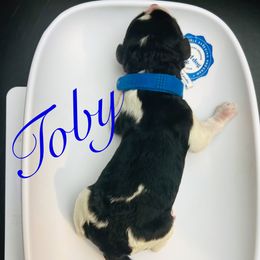 Toby - Parti male Poodle puppy in Mobile, Alabama from Semmy’s Standard Poodle LLC