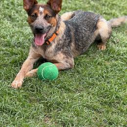 Spur - Australian Cattle Dog