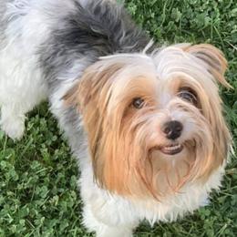 Yorkshire Terriers from Inskeep’s Precious Paws