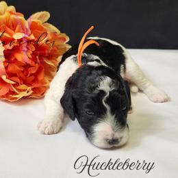 Huckleberry - Black and white male Cockapoo puppy in Mancelona, Michigan from Lavender poodles & doodles