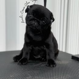 Vega - Black female Pug puppy in Punta Gorda, Florida from Lazuli Pugs