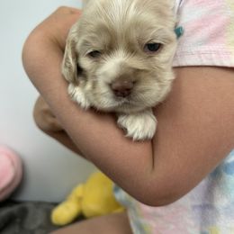 Cocker Spaniel Puppies from Cockers of Country Lane