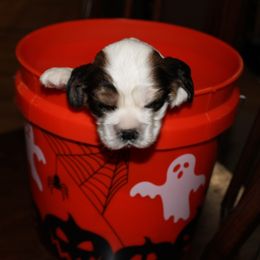 Baby Saja - Sable and white male Cocker Spaniel puppy in Hickory, North Carolina from Home Grown Cocker Spaniels