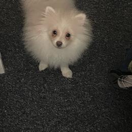 Solar - Blue female Pomeranian puppy in Stockton, California from CutiePoms