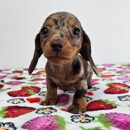 TINY Chocolate and tan dapple female - Dapple female Dachshund puppy in Belle Rive, Illinois from Akin's Miniature Dachshunds, LLC