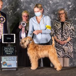 UNA - Soft Coated Wheaten Terrier