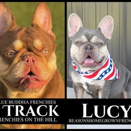 French Bulldog puppies from Beason’s HomeGrown Frenchies