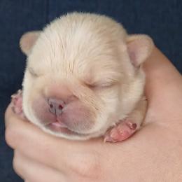 French Bulldog Puppies from Diamond Dreams French Bulldogs