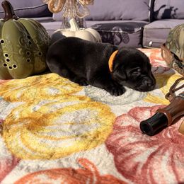 Orange Girl - Black female Labrador Retriever puppy in Talking Rock, Georgia from Bethel Woods Kennels