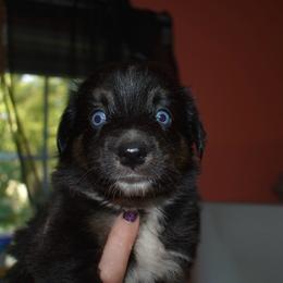 Gnocchi - Black tri-color female Australian Shepherd puppy in Altmar, New York from E&C Australian Shepherds