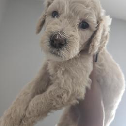 Willow - Brown and white male Sheepadoodle puppy in Woonsocket, Rhode Island from Regalpups