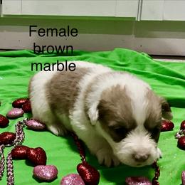 Puppy 5 - White and fawn female Pembroke Welsh Corgi puppy in Port Republic, Maryland from Bestfurends