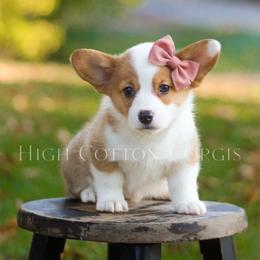 Magdalene (Maggie) - White and red female Pembroke Welsh Corgi puppy in Benton, Arkansas from High Cotton Corgis