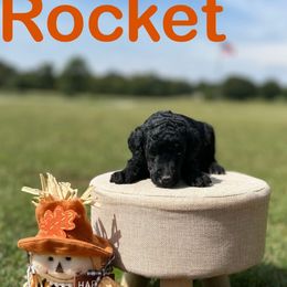 Rocket - Black male Poodle puppy in Ardmore, Oklahoma from Green Acres