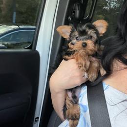 Korea - Blue and gold male Yorkshire Terrier puppy in Fort Myers, Florida from Katherine’s Yorkies and Poodles