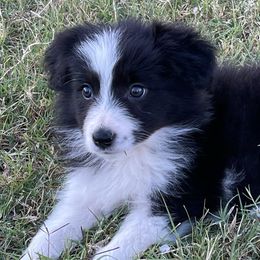 Border Collies from MC Border Collies