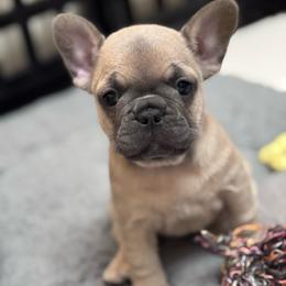 Prada - Blue fawn female French Bulldog puppy in Newport News, Virginia from Emotional Support Babies