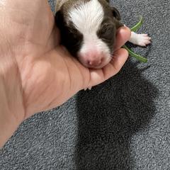 Mary Shelley (Shelley) - Red and white female McNab puppy in Pittsburgh, Pennsylvania from Allegheny McNab Shepherds