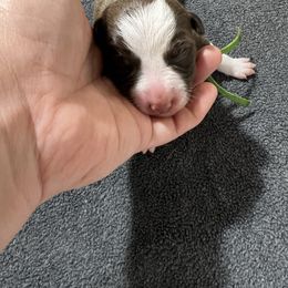 Mary Shelley (Shelley) - Red and white female McNab puppy in Pittsburgh, Pennsylvania from Allegheny McNab Shepherds