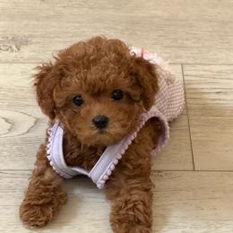 Poodle Puppies from TTpoodle