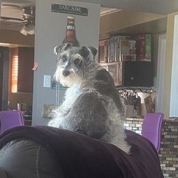 Kinley - Miniature Schnauzer