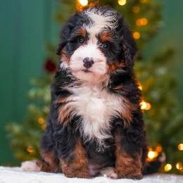 Lois - Tri-color female Bernedoodle puppy in Dundee, Ohio from Down Home Doodle