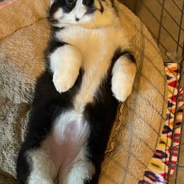 Pembroke Welsh Corgi Puppies from Cattal Corgis